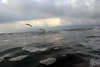 NVSPICS > Surf Scapes photo