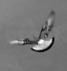 Stock Photography - Bird Series : 