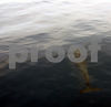 Stock Photography - Pets and Animals : 