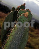 Stock Photography - Flowers, Plants and Trees : 