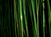 NVSPICS > Stock Photography - Maui Locations photo